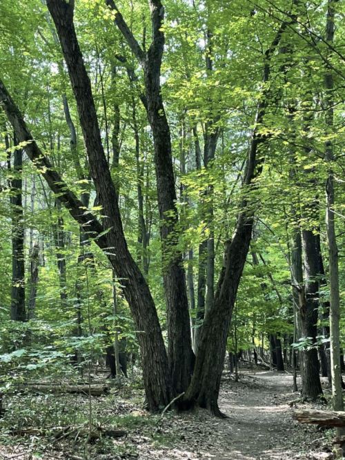 A lush green forest with tall trees and a winding dirt path through the undergrowth.