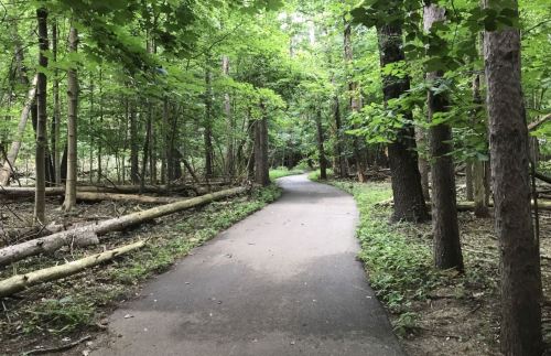 A serene forest path surrounded by lush green trees and fallen logs, inviting for a peaceful walk.