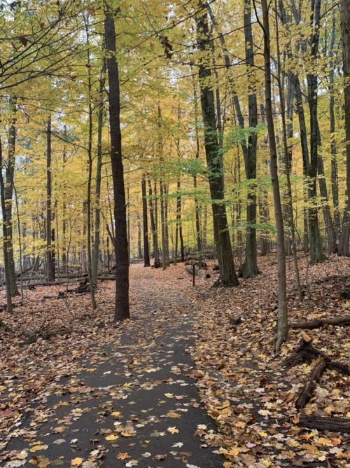 A serene forest path lined with trees displaying vibrant autumn leaves, surrounded by fallen foliage.