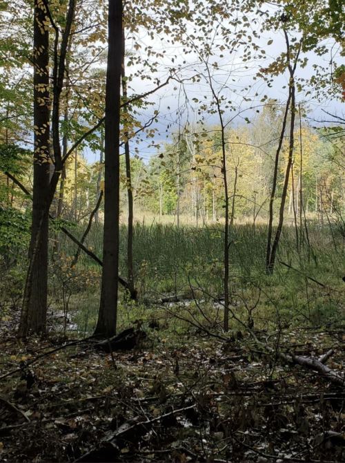 A serene forest scene with tall trees, colorful autumn leaves, and a grassy area in the background under a cloudy sky.