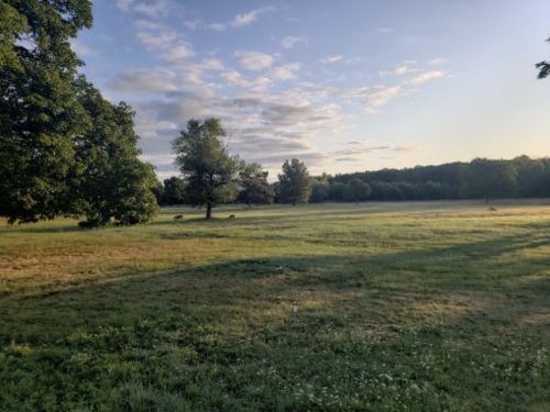 A serene landscape featuring a grassy field, trees, and a clear sky with scattered clouds at sunrise.