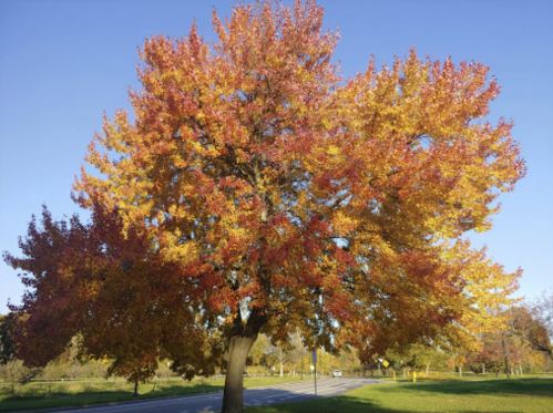 A vibrant autumn tree with red, orange, and yellow leaves stands against a clear blue sky.