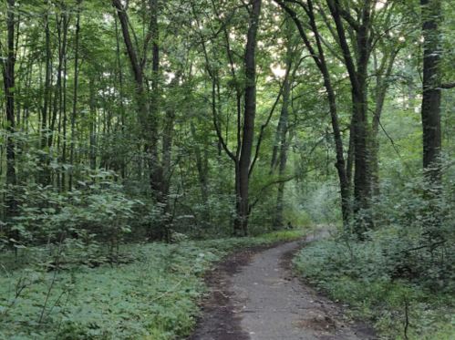 A winding path through a lush green forest, surrounded by tall trees and dense foliage.