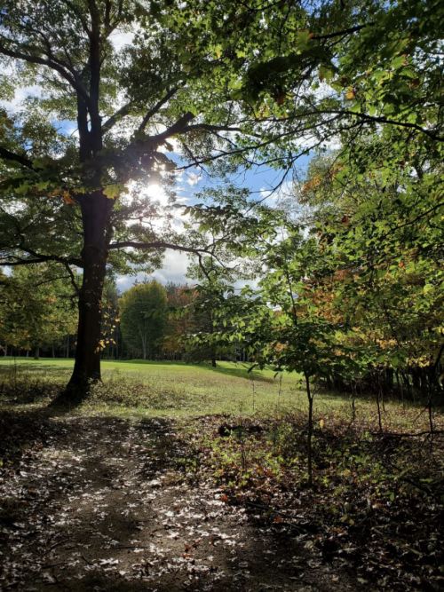 A sunlit path through a lush green forest, with trees and colorful leaves under a partly cloudy sky.