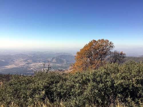 A scenic view from a mountain, featuring a lone tree with autumn leaves and a hazy landscape in the background.