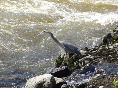 A heron stands on a rocky riverbank, surrounded by flowing water and greenery.