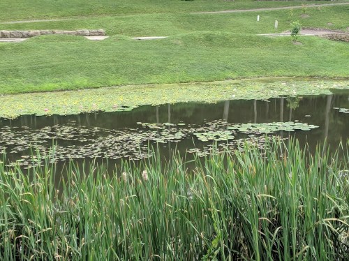 A serene pond surrounded by lush greenery and lily pads, with gentle slopes in the background.