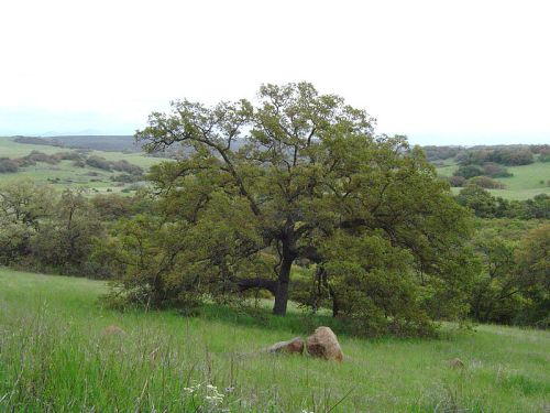 A large tree stands in a grassy field, surrounded by rolling hills and a cloudy sky in the background.