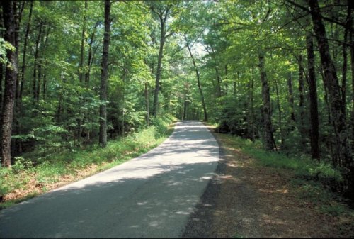 A winding road through a lush green forest, surrounded by tall trees and dappled sunlight.