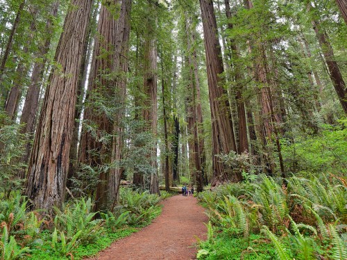 A serene forest path surrounded by towering redwood trees and lush greenery.