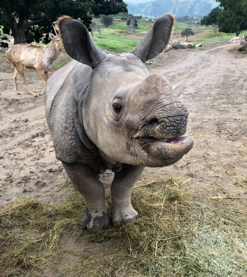 A playful baby rhinoceros stands in a muddy area, with greenery and another animal in the background.