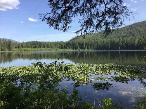 A serene lake surrounded by lush greenery and mountains, with lily pads floating on the water's surface under a clear sky.