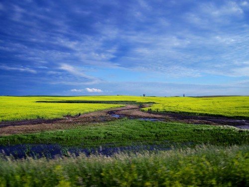 Vibrant yellow fields under a blue sky, with a winding stream and patches of green grass in the foreground.