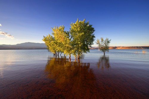 A serene landscape featuring trees rising from calm water under a clear blue sky, reflecting the surrounding scenery.