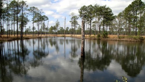 A serene pond surrounded by tall trees, reflecting the sky and landscape in calm water.