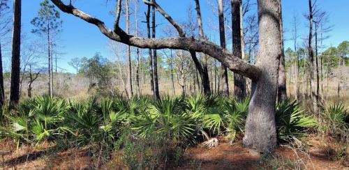 A sunlit forest scene featuring tall trees and lush green undergrowth with palm-like plants.