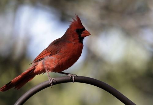 A vibrant red cardinal perched on a curved metal pole, with a blurred green background.