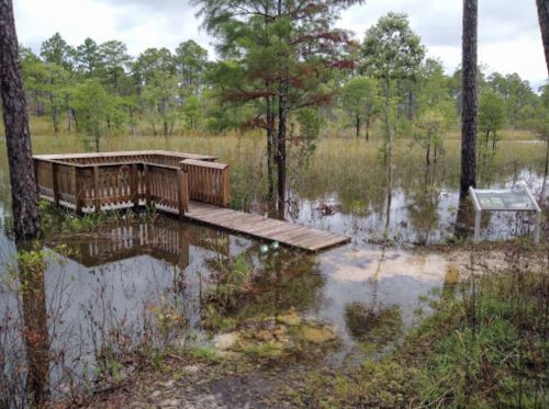 A wooden platform surrounded by floodwaters in a forested area, with a sign nearby and trees in the background.