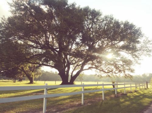 A large tree stands beside a white fence, with sunlight filtering through its leaves in a serene landscape.