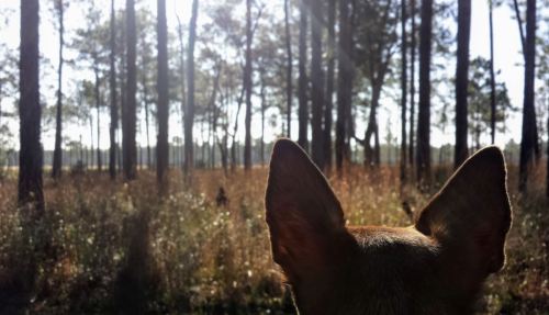 A dog's ears are visible in the foreground, facing a sunlit forest with tall trees and grassy undergrowth.