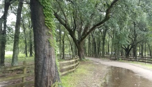 A winding path through a lush, green forest with tall trees and a wooden fence. Rain-soaked ground reflects the greenery.
