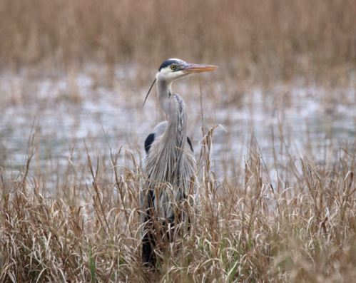 A heron stands among tall grasses near a body of water, with a blurred background of reeds and water.