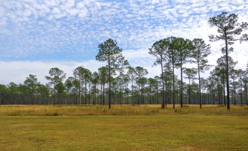A serene landscape featuring tall pine trees against a backdrop of blue sky and wispy clouds, with grassy fields in the foreground.