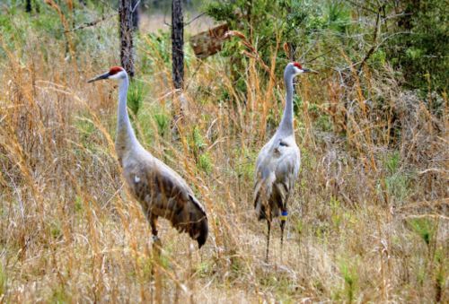 Two sandhill cranes stand in tall grass, surrounded by trees and foliage.