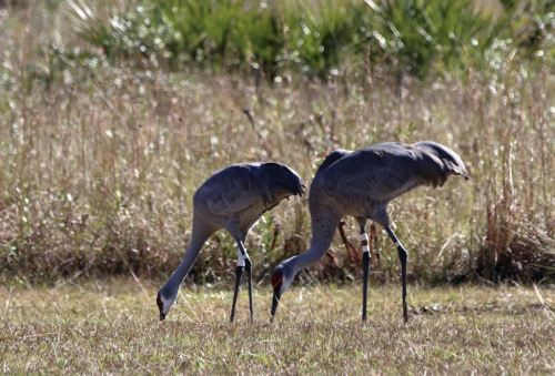 Two cranes foraging in a grassy field, with tall vegetation in the background.