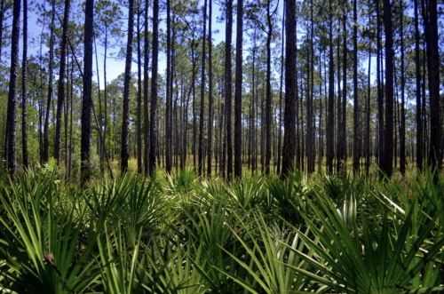 Lush green forest with tall pine trees and vibrant palm-like plants in the foreground under a clear blue sky.