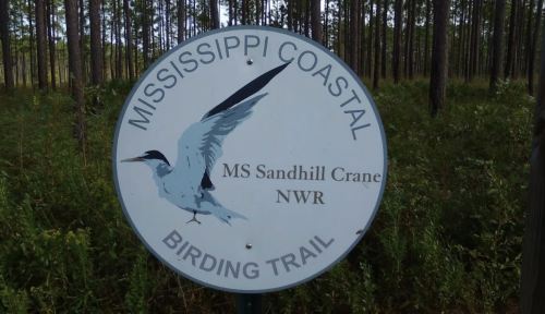 Sign for the Mississippi Coastal Birding Trail featuring a Sandhill Crane illustration, surrounded by trees.
