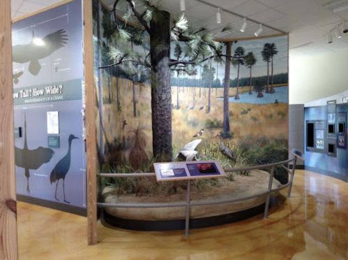 A nature exhibit featuring a mural of a forest scene with trees, grass, and birds, showcasing a natural habitat.