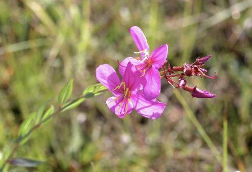 A close-up of a vibrant pink flower with delicate petals, surrounded by green grass and foliage.