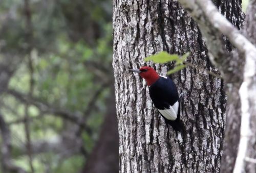 A red-headed woodpecker perched on a textured tree trunk, surrounded by green foliage.