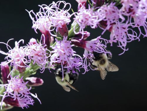 Two bumblebees gather nectar from vibrant purple flowers in a close-up view.