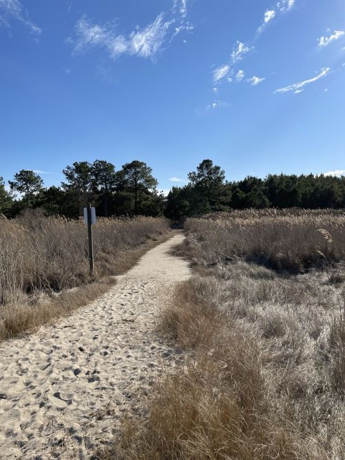 A sandy path winds through tall grass and trees under a clear blue sky.