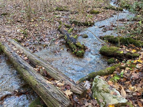 A serene stream flows through a forest, surrounded by fallen leaves and moss-covered logs.