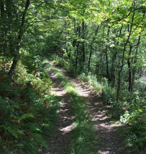 A narrow dirt path winding through a lush green forest with trees and ferns on either side.