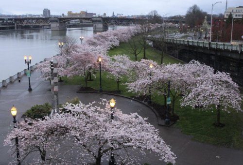 Cherry blossom trees line a riverside path, with a bridge in the background and soft evening light illuminating the scene.