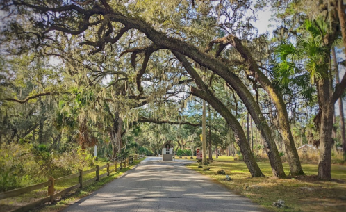 A scenic road lined with large, moss-covered trees and lush greenery, leading to a small building in the distance.