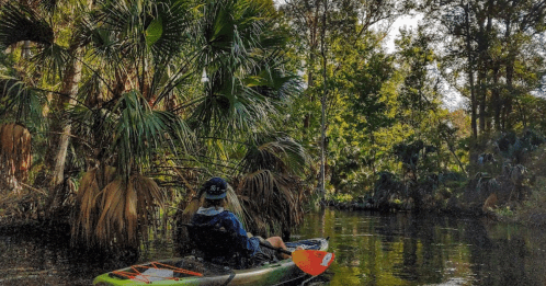 A person in a kayak paddles through a lush, green river surrounded by palm trees and dense foliage.