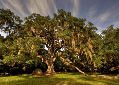 A large, moss-covered tree stands majestically in a grassy area under a cloudy sky.