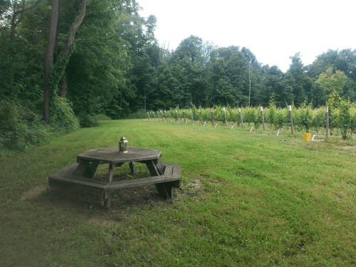 A picnic table sits on a grassy area beside a vineyard, with lush trees in the background under a cloudy sky.
