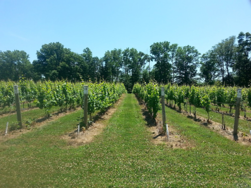 A sunny vineyard with rows of grapevines and green grass, surrounded by trees under a clear blue sky.