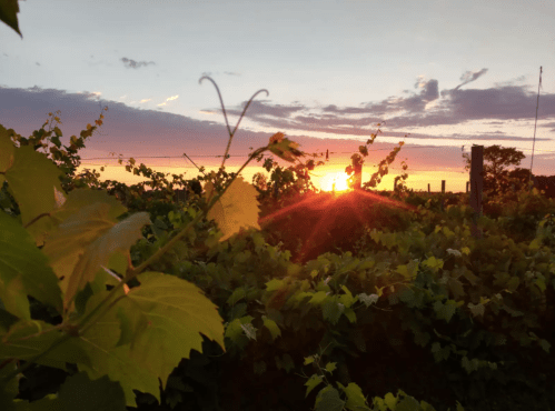 Sunset over a vineyard, with green grape leaves in the foreground and a colorful sky in the background.