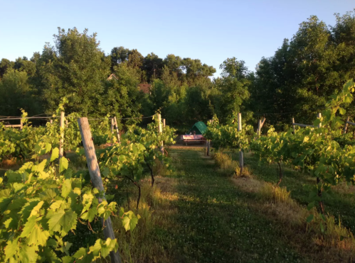 A serene vineyard with lush green grapevines under a clear blue sky, surrounded by trees in the background.