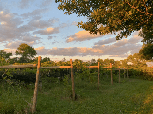 A serene vineyard at sunset, with wooden posts and lush greenery under a colorful sky filled with clouds.