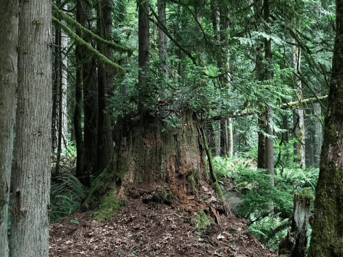 A large tree stump surrounded by lush green foliage and tall trees in a dense forest.