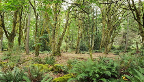 Lush green forest with tall trees and ferns, creating a serene and natural atmosphere.