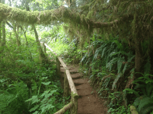 A lush forest path with wooden steps surrounded by ferns and moss-covered trees.